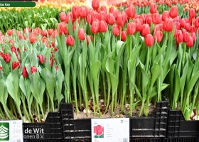 Tulipa Kay ® (1)